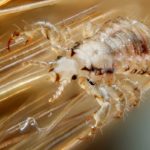 The Facts Of Lice – It’s Time To Correct Misinformation About Head Lice