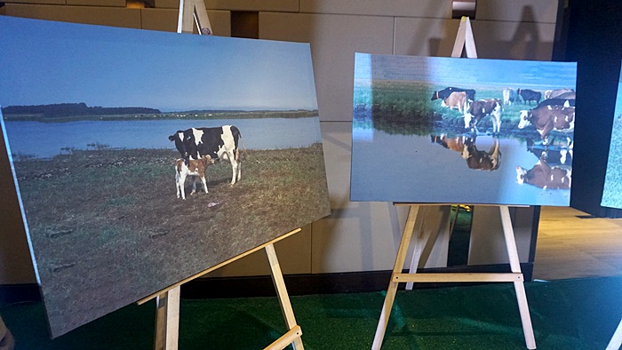 At the lobby exhibit, photos showing the organic cows grazing.