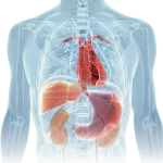 Bridging Gaps in Healthcare: GPCCI Roundtable Calls for Unified Action on Cardio-Renal-Metabolic Care