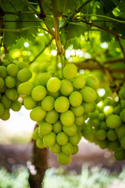 South african autumn crisp grapes