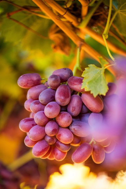 South African crimson seedless grapes